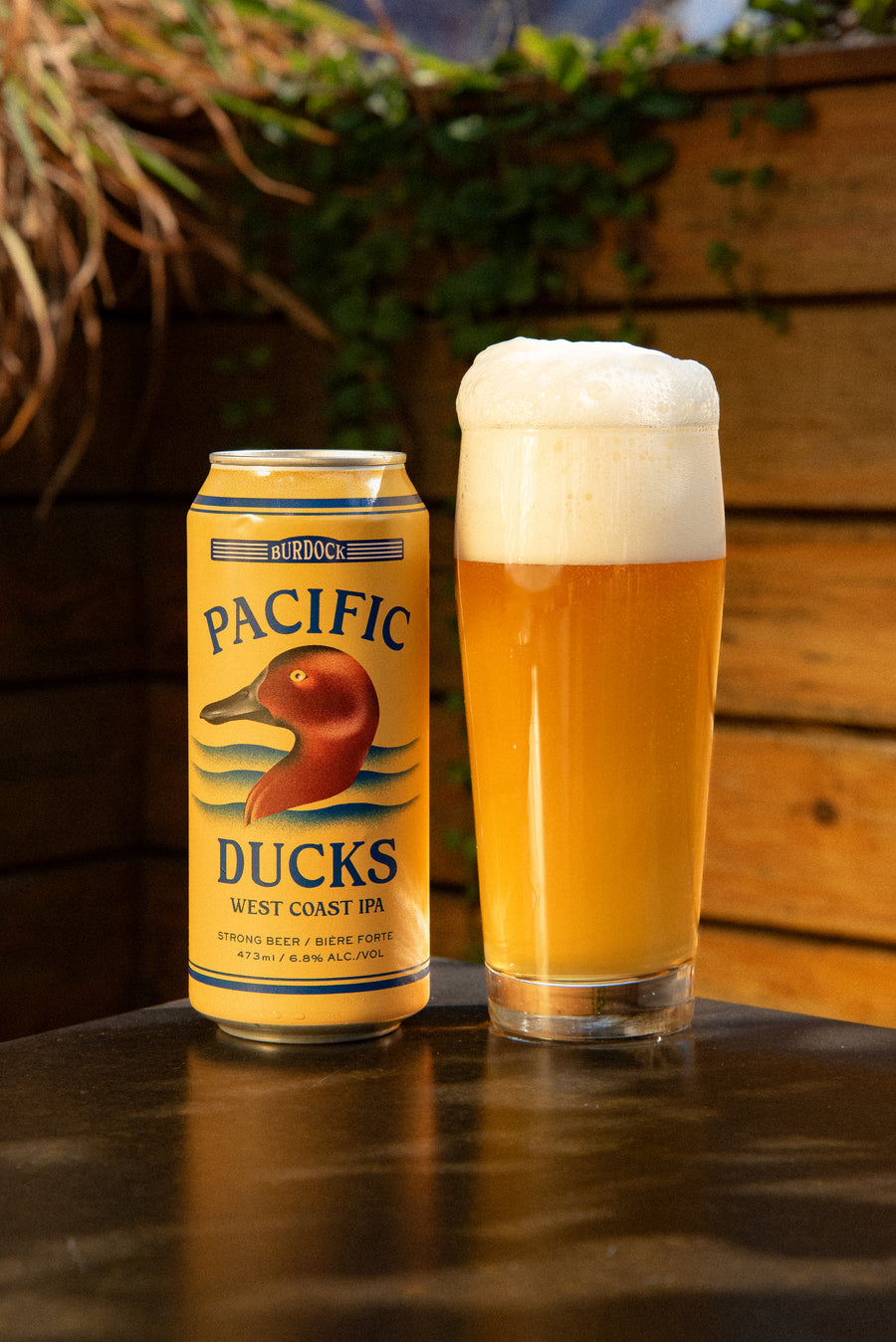 Pacific Ducks (6-Pack)