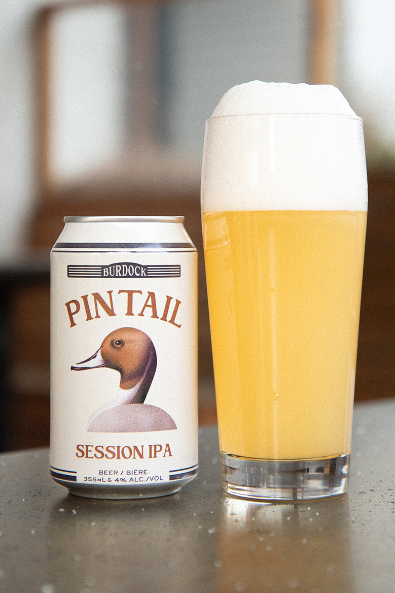 Pintail (6-Pack)