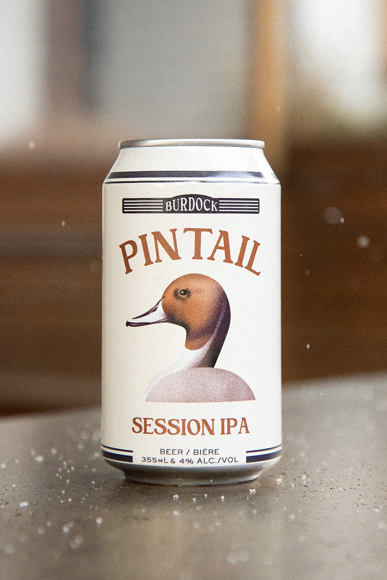 Pintail (6-Pack)